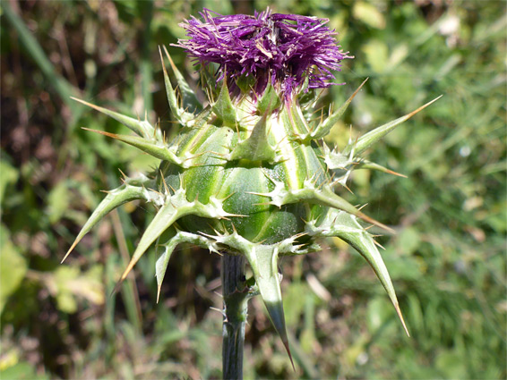 Purple florets