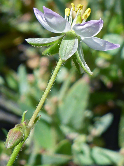 Sepals and petals