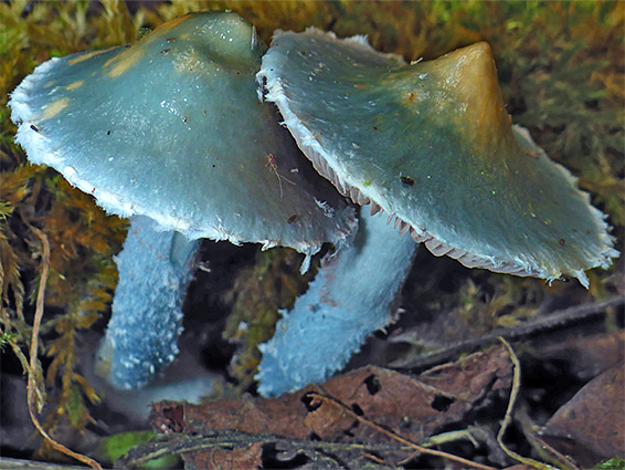 Blue roundhead, stropharia caerulea