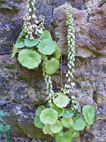 Flowering stems