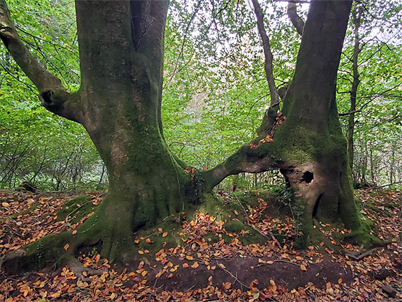 Conjoined beech trees